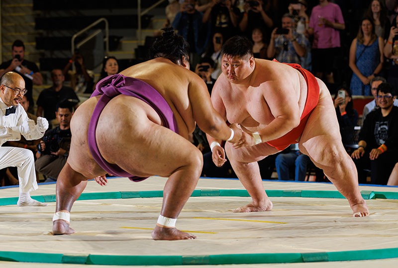 All Star Sumo